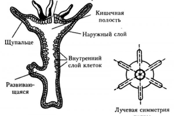 Как зайти через blacksprut bs2web top